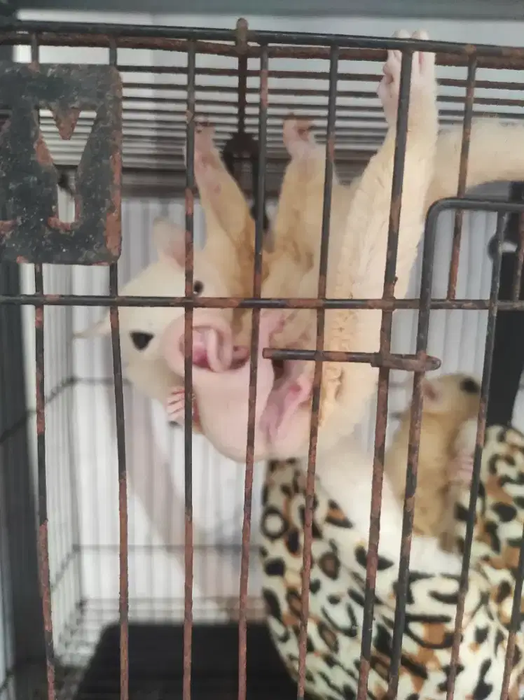 Sugar glider sepasang + joey
