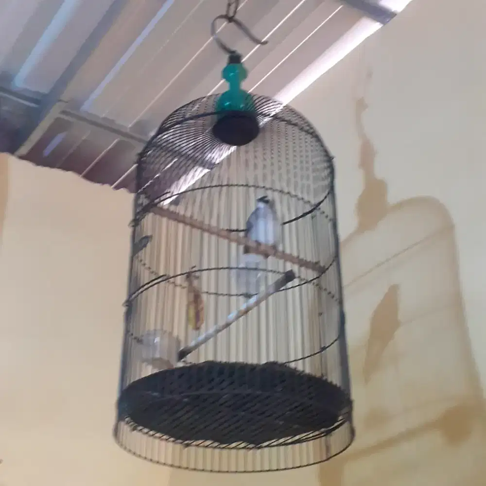 Burung trucuk+sangkar jual murah bisa nego