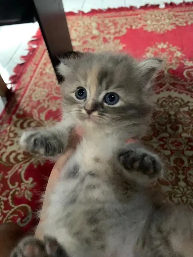 ANAKAN PERSIA MEDIUM