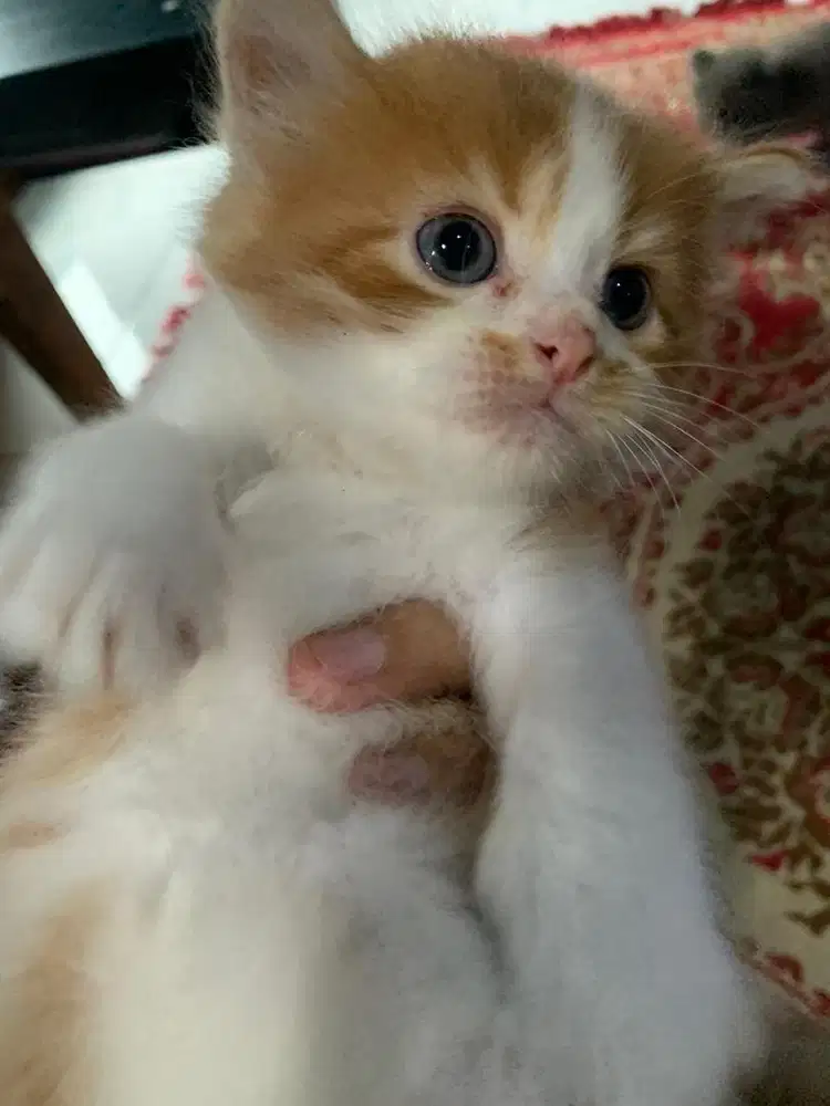 ANAKAN PERSIA MEDIUM