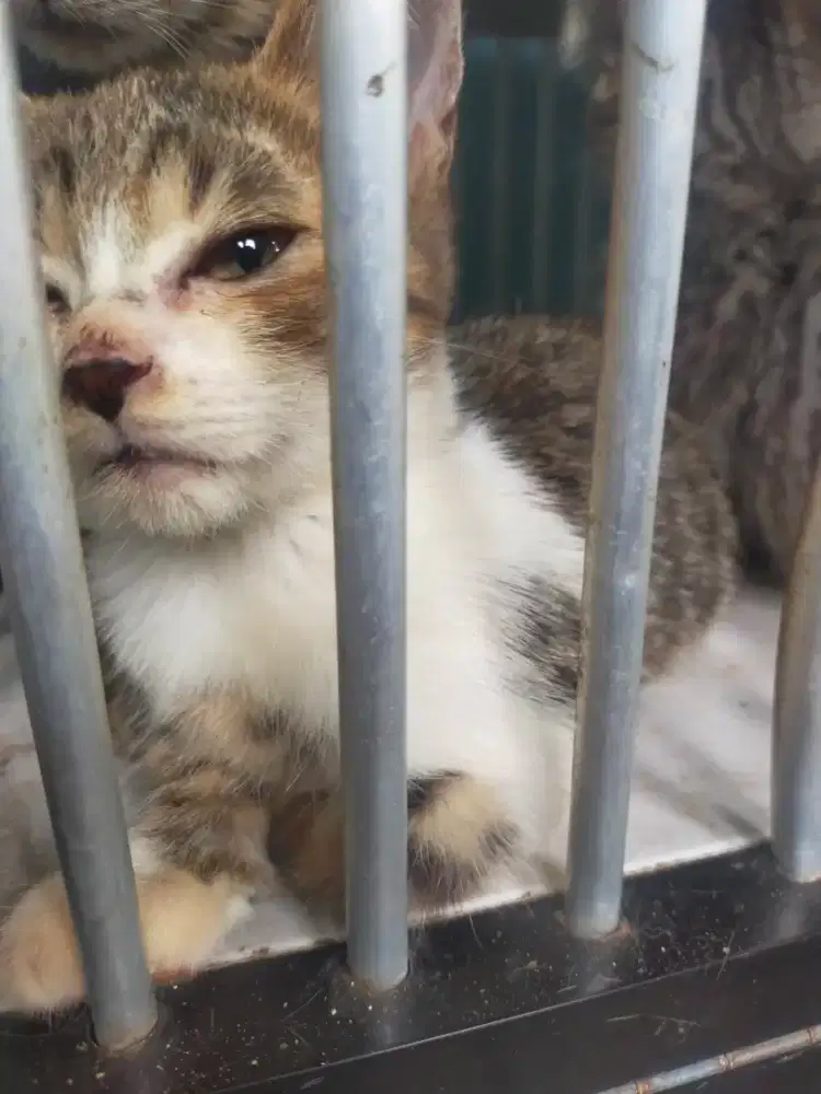 Kucing bsh dan munchin