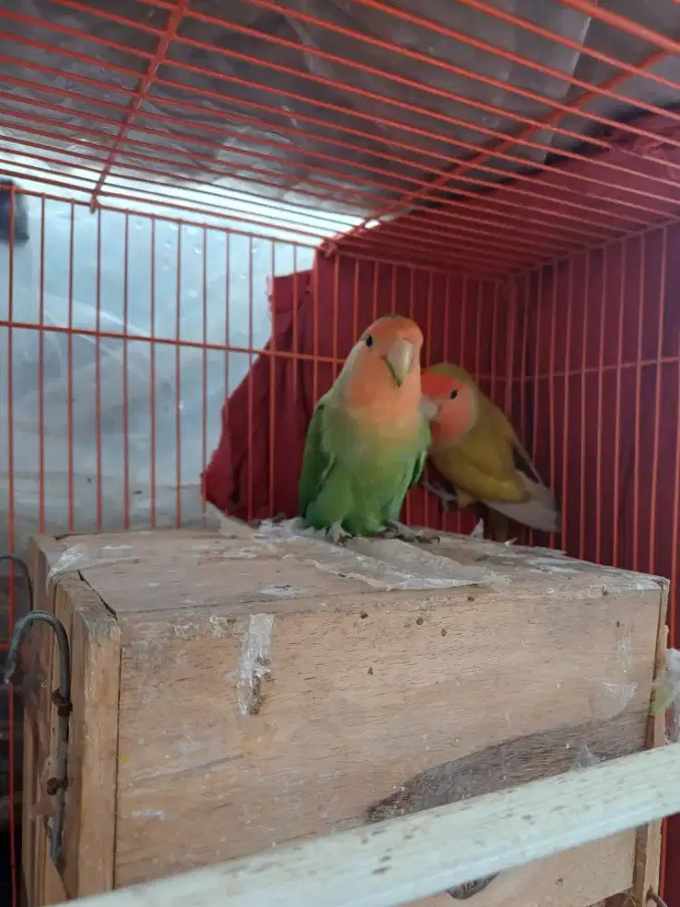 Dijual indukan Lovebird