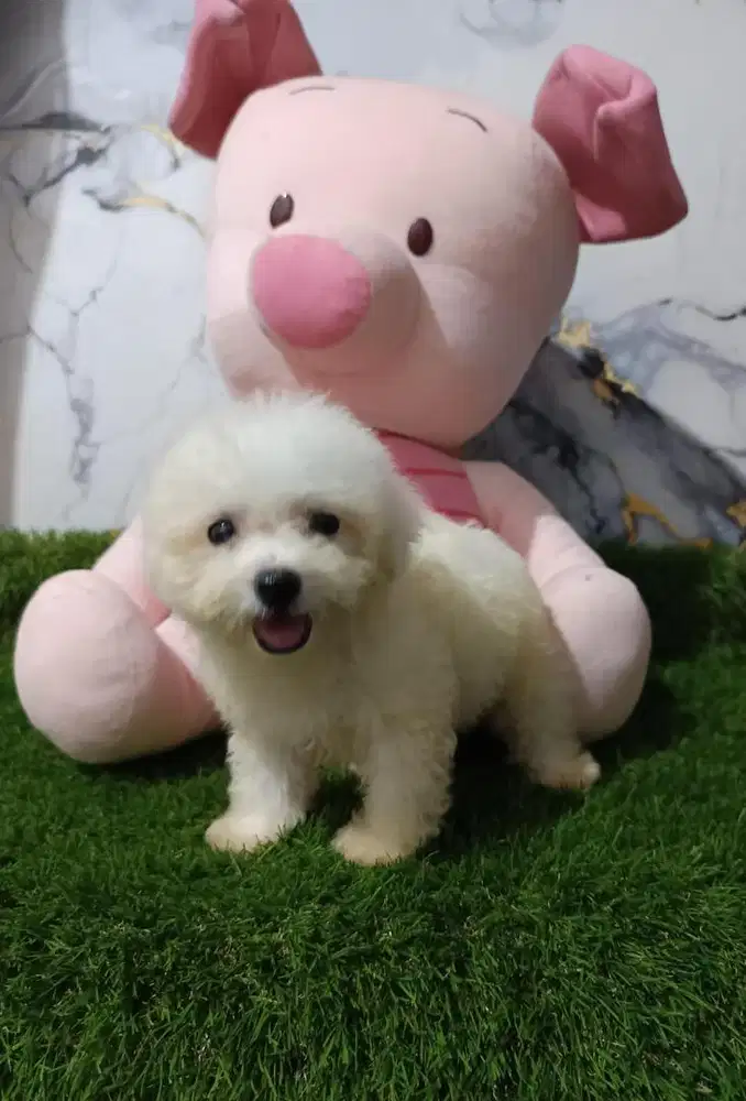 Bichon frise & Poodle