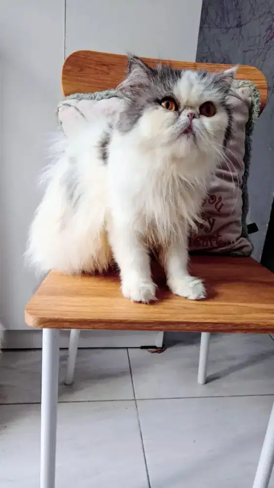 Kucing persia imuut