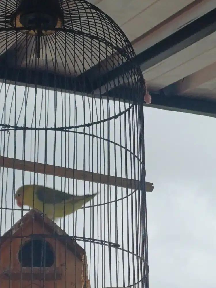 Dijual lovebird