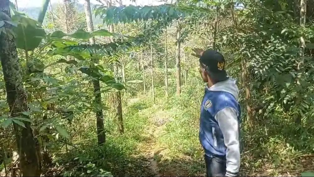 Dijual Tanah (SHM) beserta Pohon Jati & Cengkeh