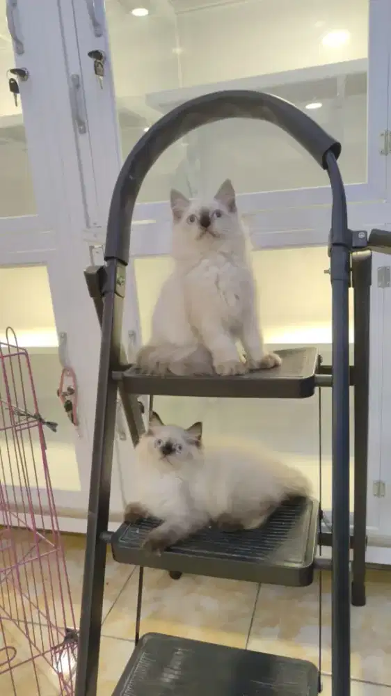 Kucing lucu menggemaskan