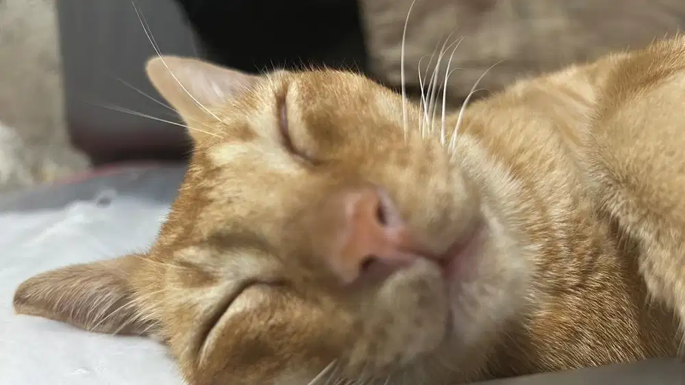 open adopt kucing jantan oren