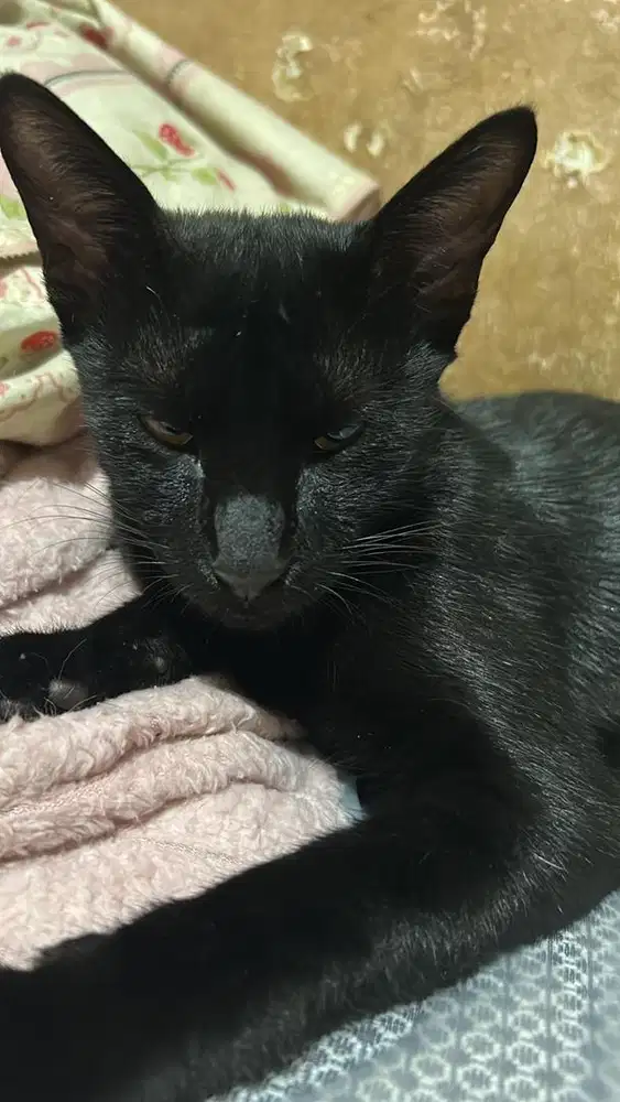 open adopt kucing hitam