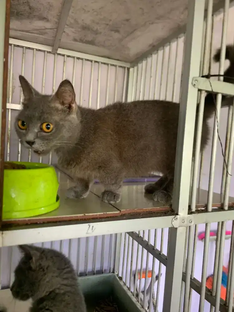 Kucing Munchkin Bsh Betina British  Short Hair Birahi