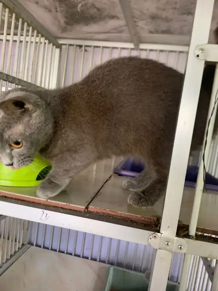 Kucing Munchkin Bsh Betina British  Short Hair Birahi