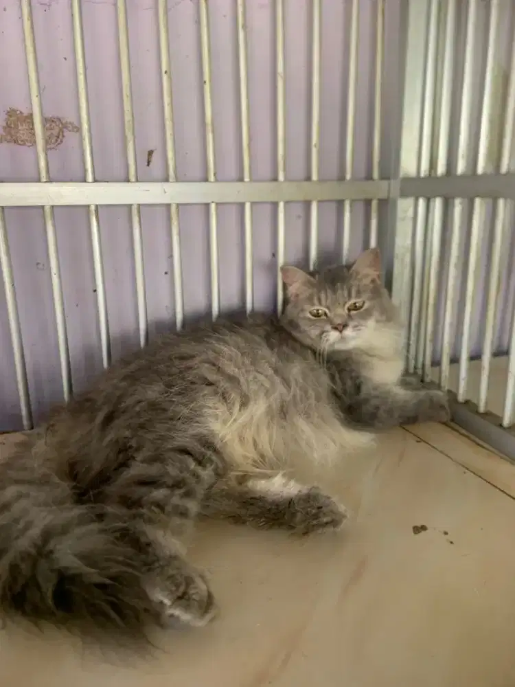 Kucing ns bsh x  bsh  munchkin