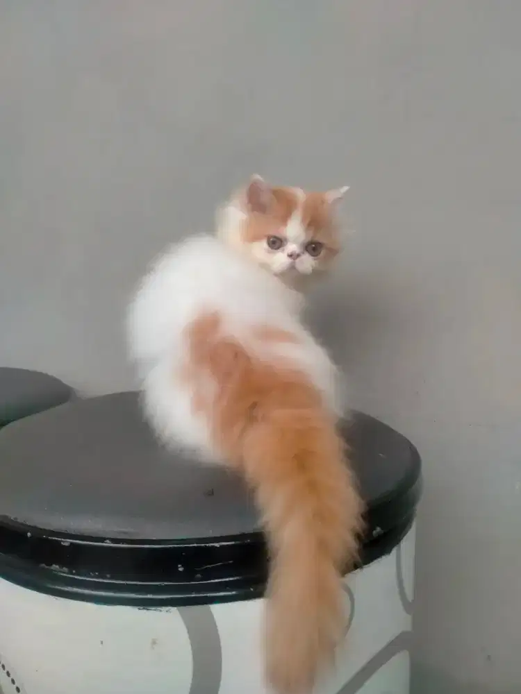 Kucing Persia peaknose kitten betina