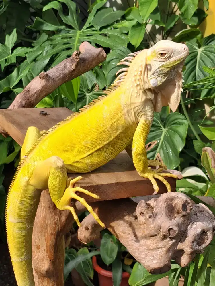 Iguana green albino