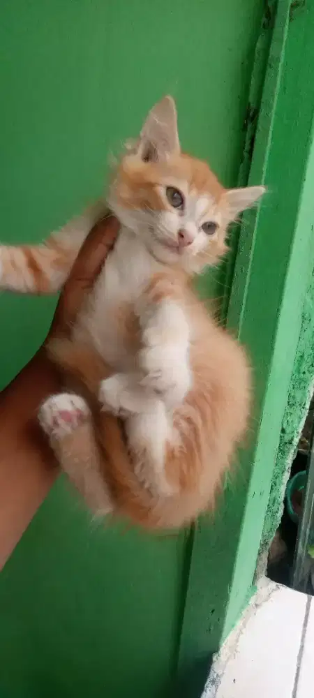 kitten mix persia jantan 2,5 bulan