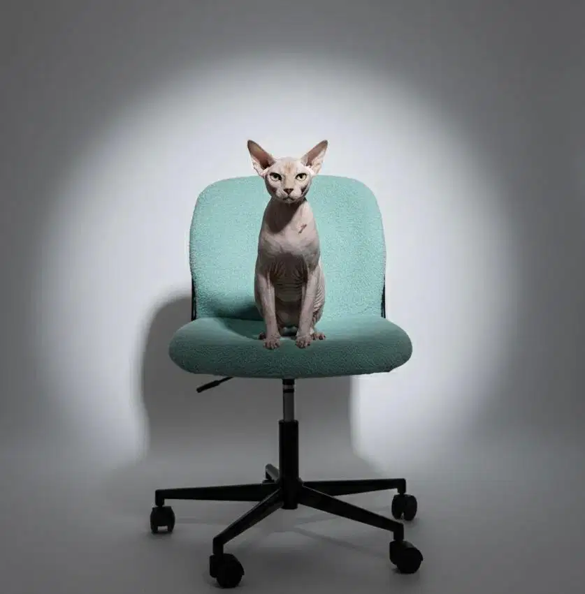 Lepas Adop Kucing SHPHYNK LINCAH