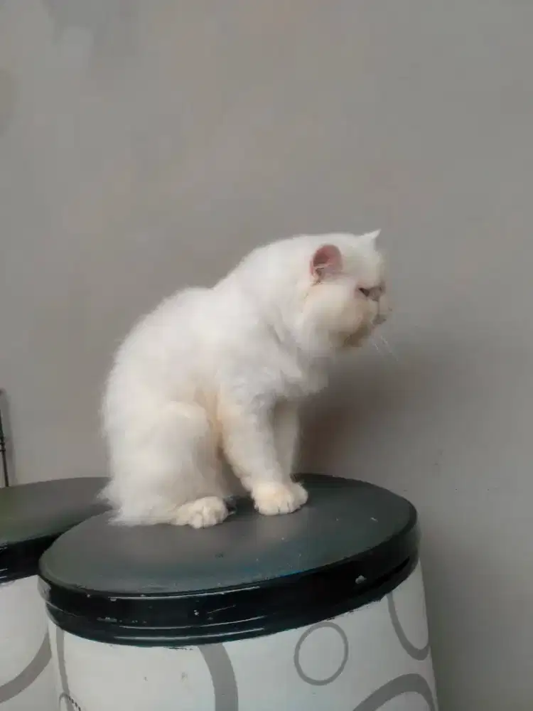 Kucing Persia peaknose adult betina