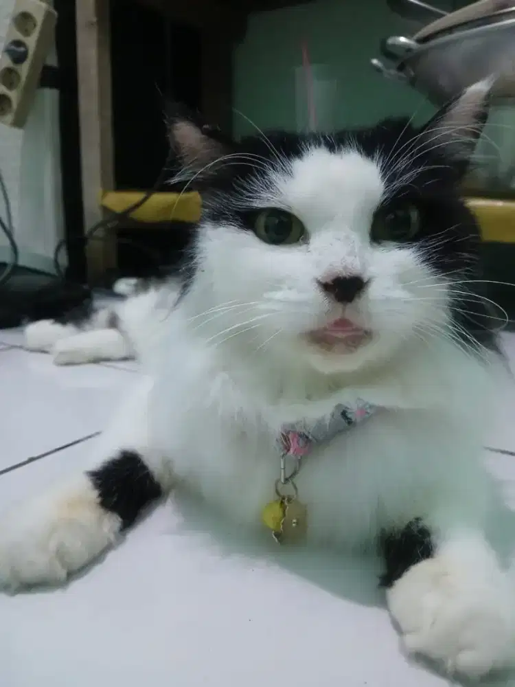 DIJUAL KUCING BLASTERAN PERSIA