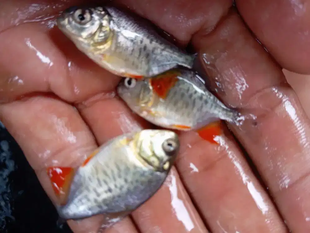 Jual bibitan ikan bawal