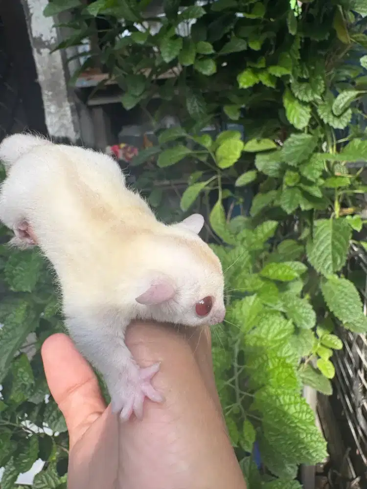 Suger glider cremino jantan