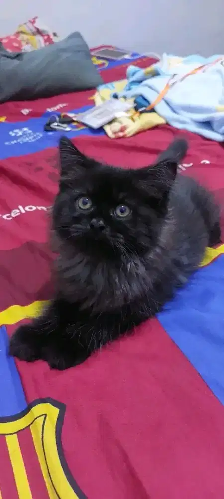 A3b1 skrng jantan 3bulanan sehat gembul lok tangkot