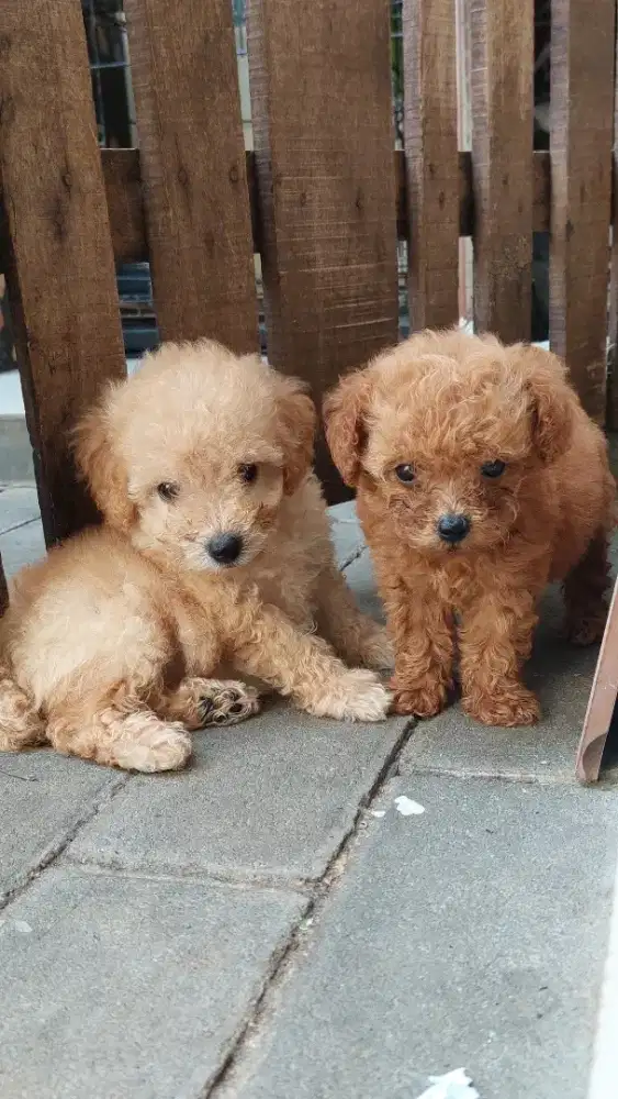 Toy poodle jantan betina murahh