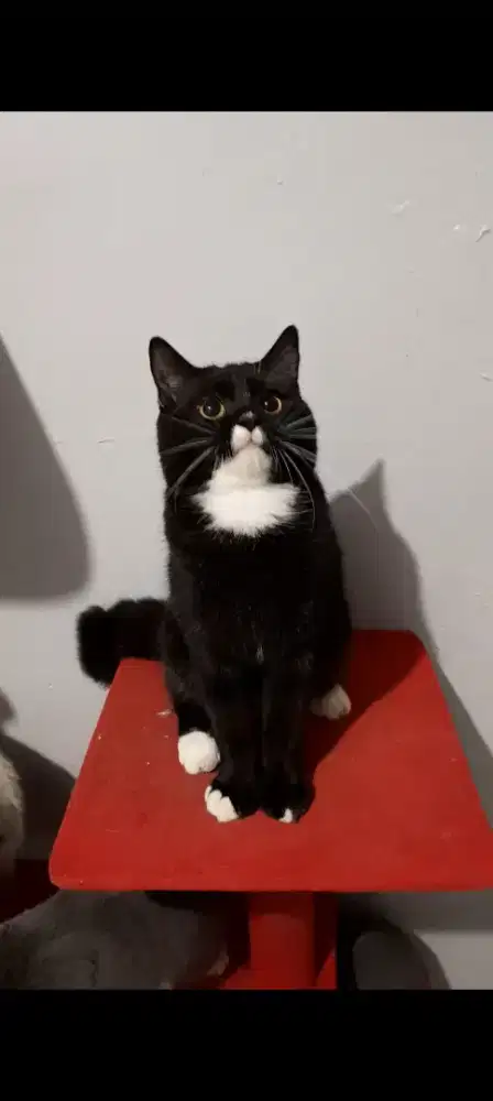 Anak Kucing BSH mix PERSIAN