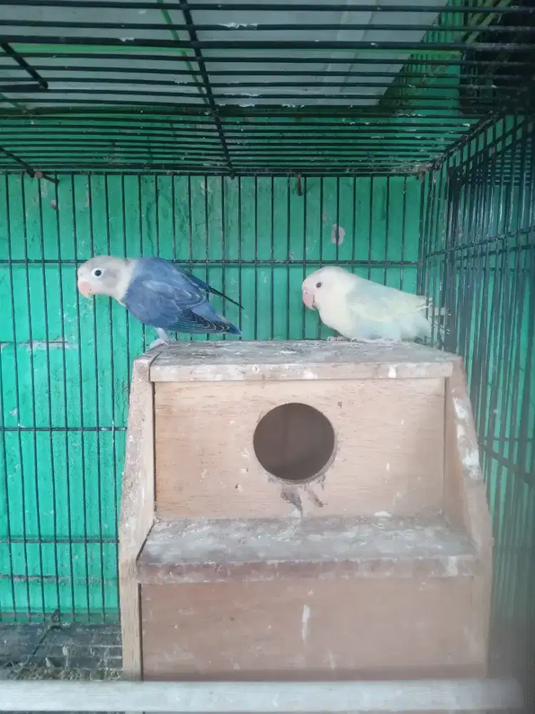 Lovebird bio aqua b2 vio x bio aqua b2 pf