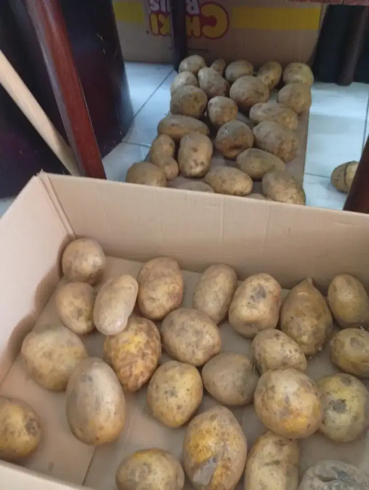 Kentang murah 11rb/kg