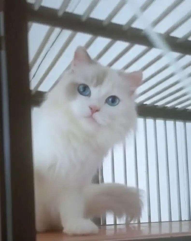 Ragdoll pure non ped