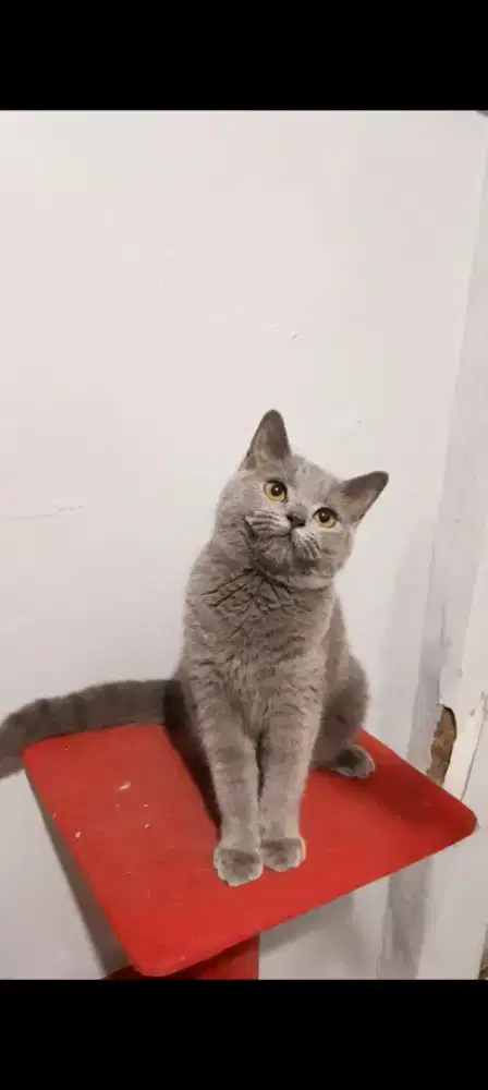 Anak Kucing BSH Blue Solid