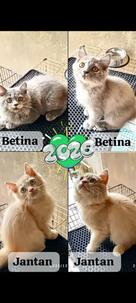 Open adopt kak persia