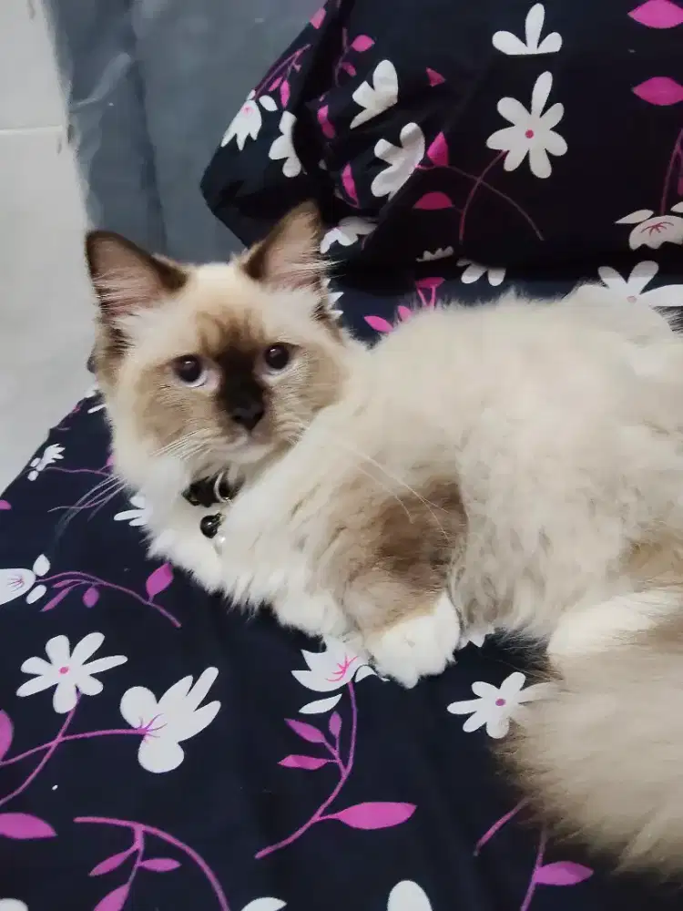 Kitten Munchkin Himalaya jantan