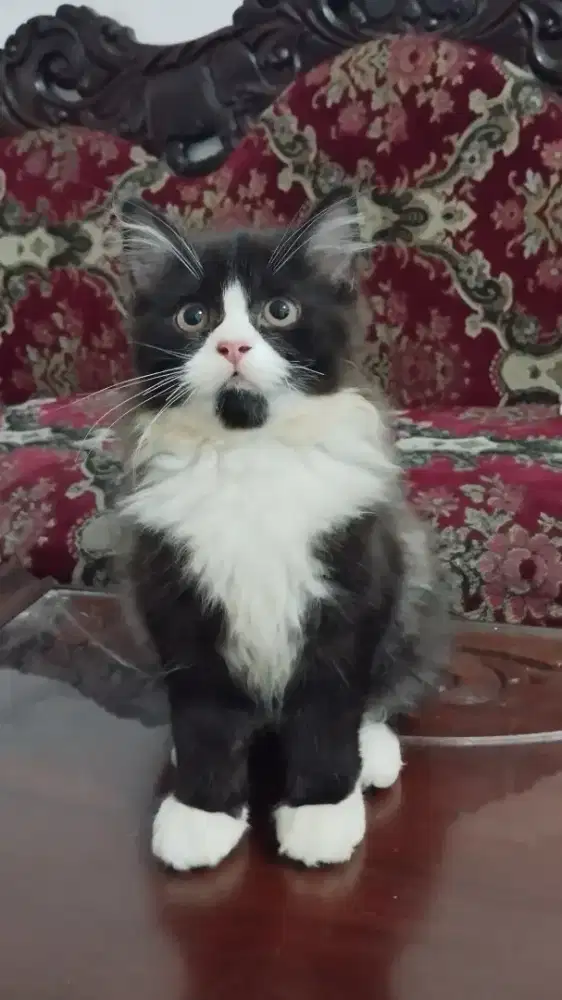 Kucing persia medium