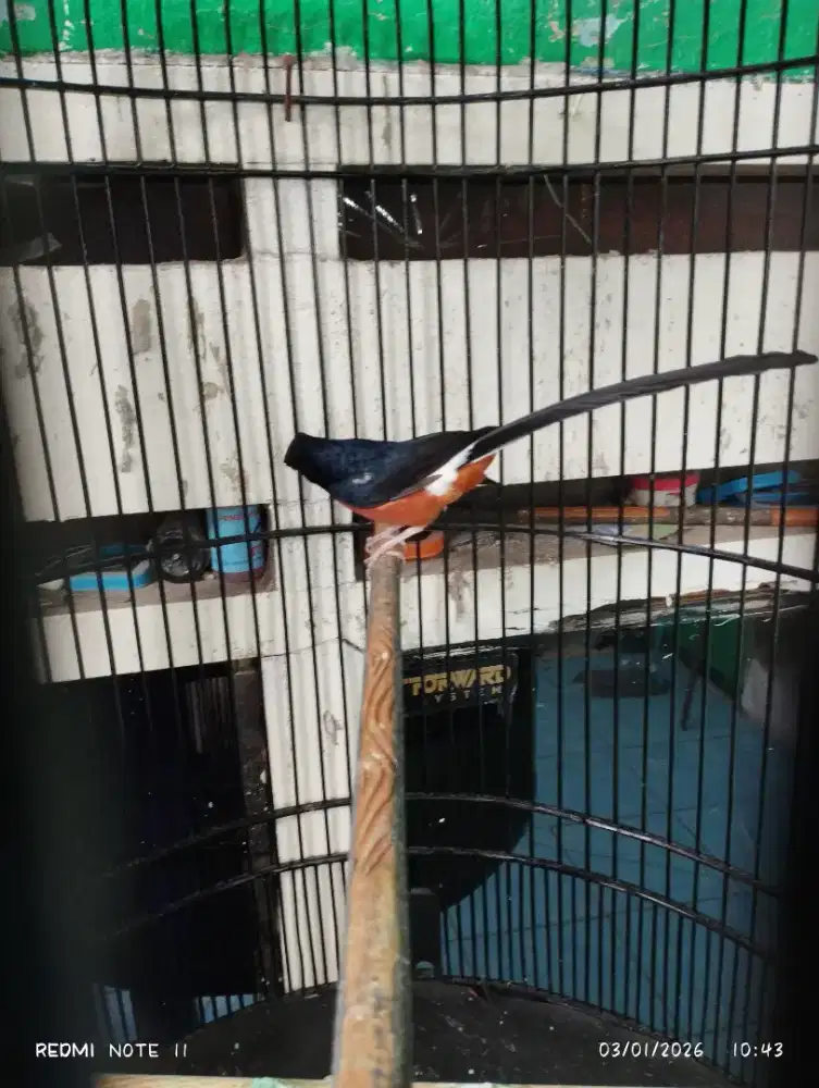 Murai MH non ring jual fullset A18