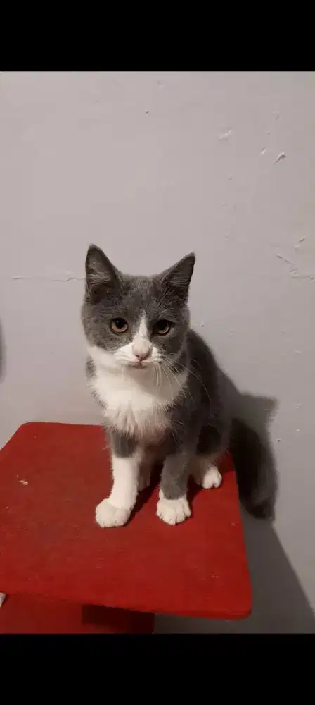 Anak kucing BSH Bi-Color