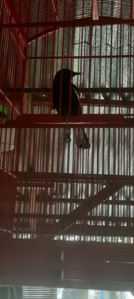 Kacer dada hitam juara fullset