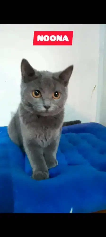 Kucing BSH Blue Solid