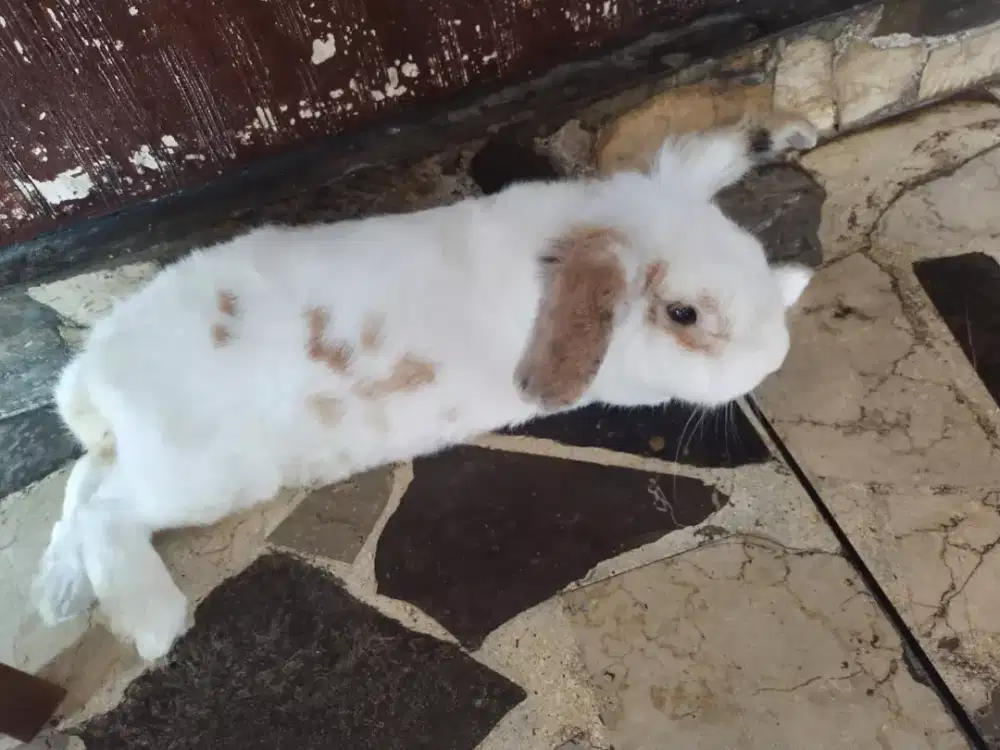 Kelinci  anggora lokal