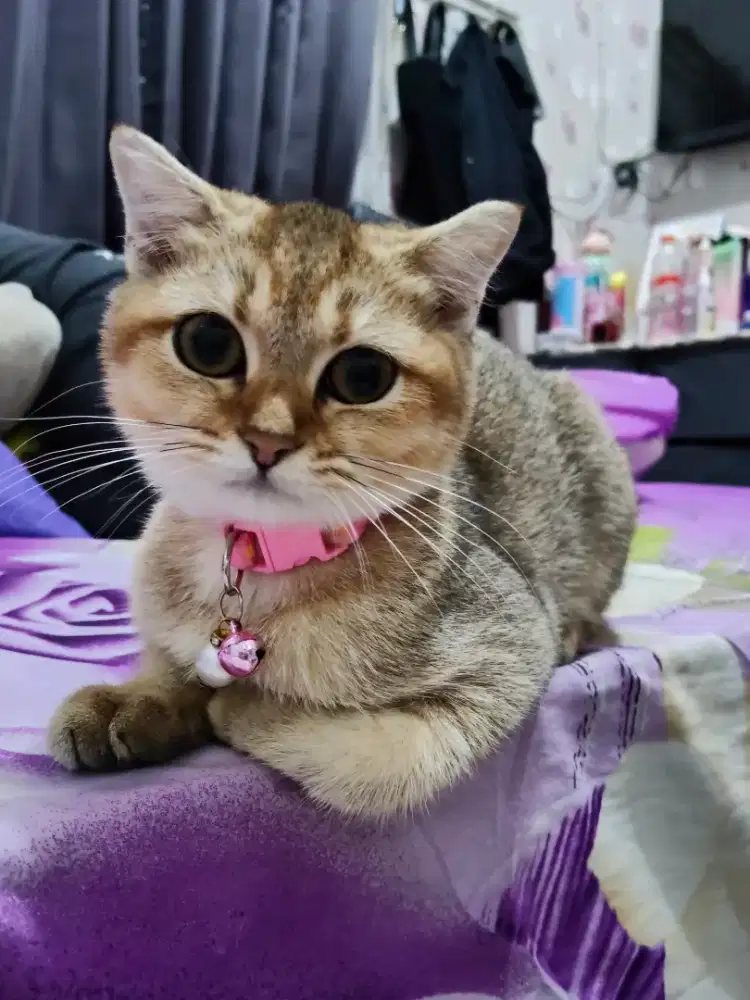 Kitten Bsh betina golden