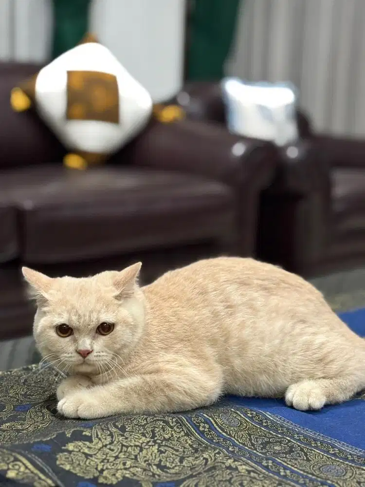 Kucing british short hair