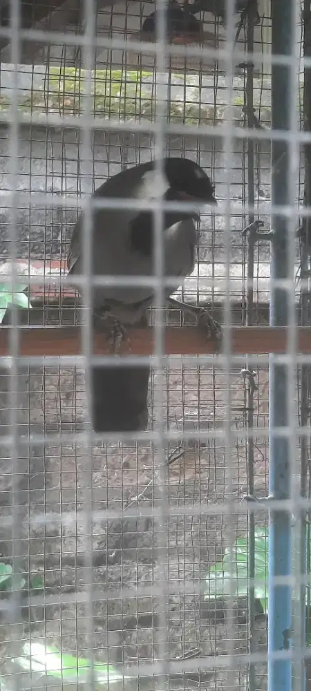 Poho gacor dor pagi, siang, sore, malam