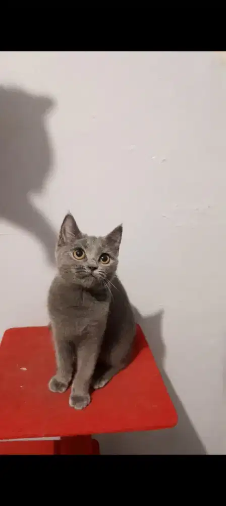 Anak Kucing BSH Blue Solid