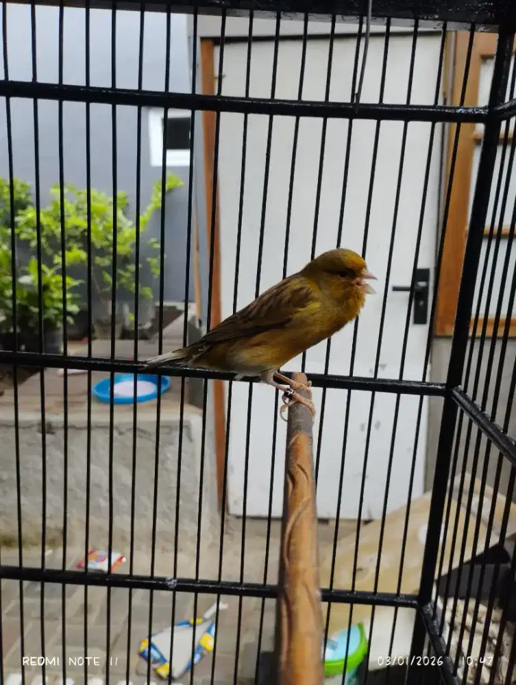 Kenari f1bb gacor dorr, masih muda belum mabung