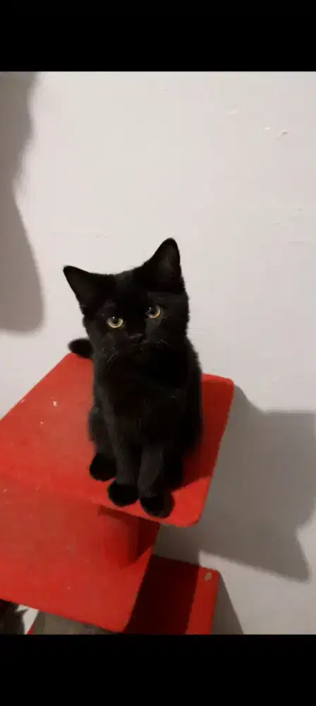 Anak kucing BSH mix Persian