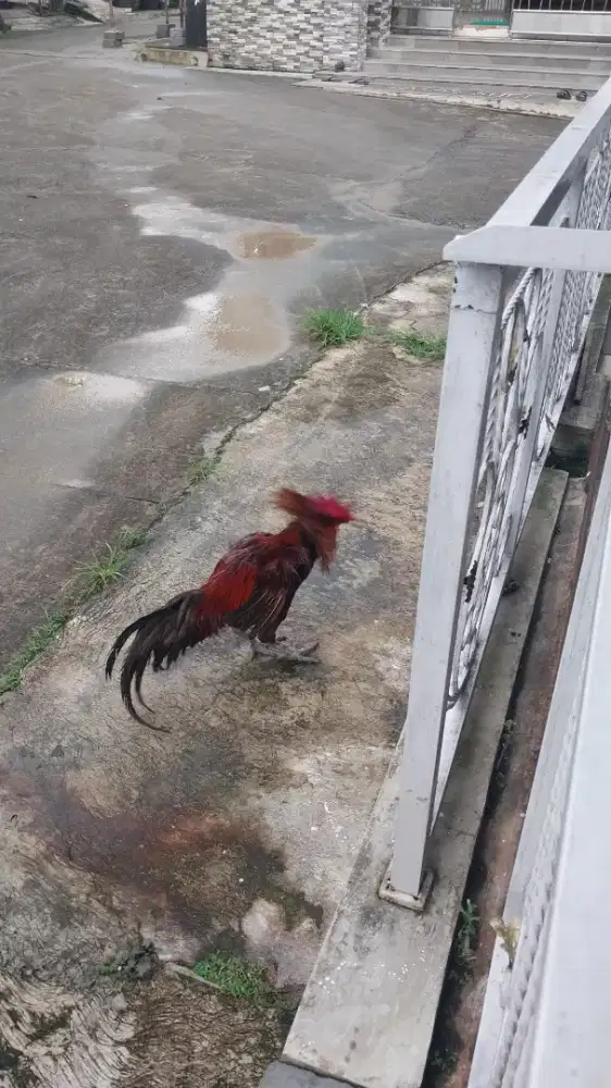 Dijual Hewan Peliharaan Ayam Pelung