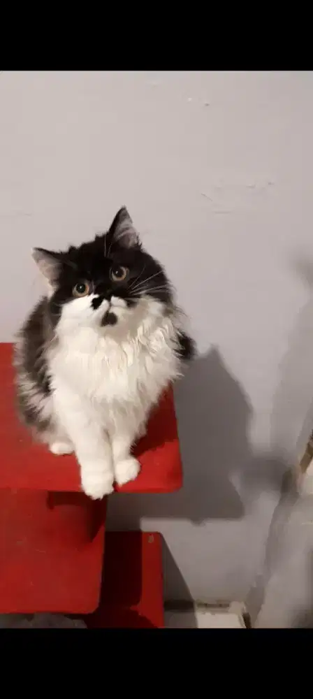 Anak Kucing BSH mix Persian