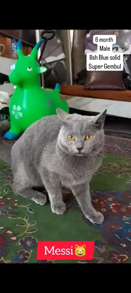 Kucing BSH Blue Solid