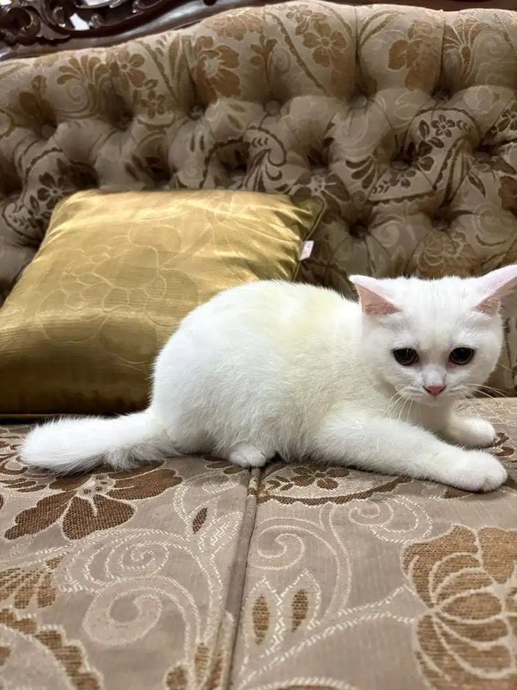 Kucing kitten british short hair