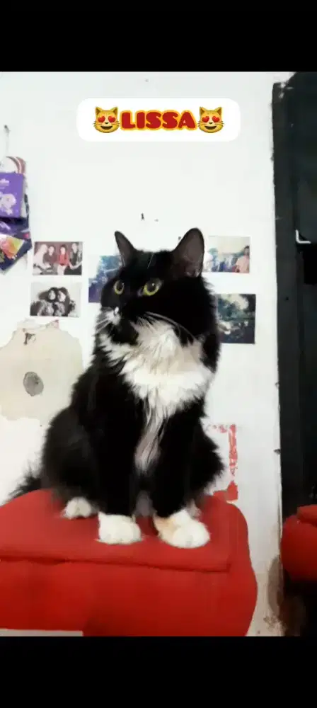 Kucing BSH Blue Solid